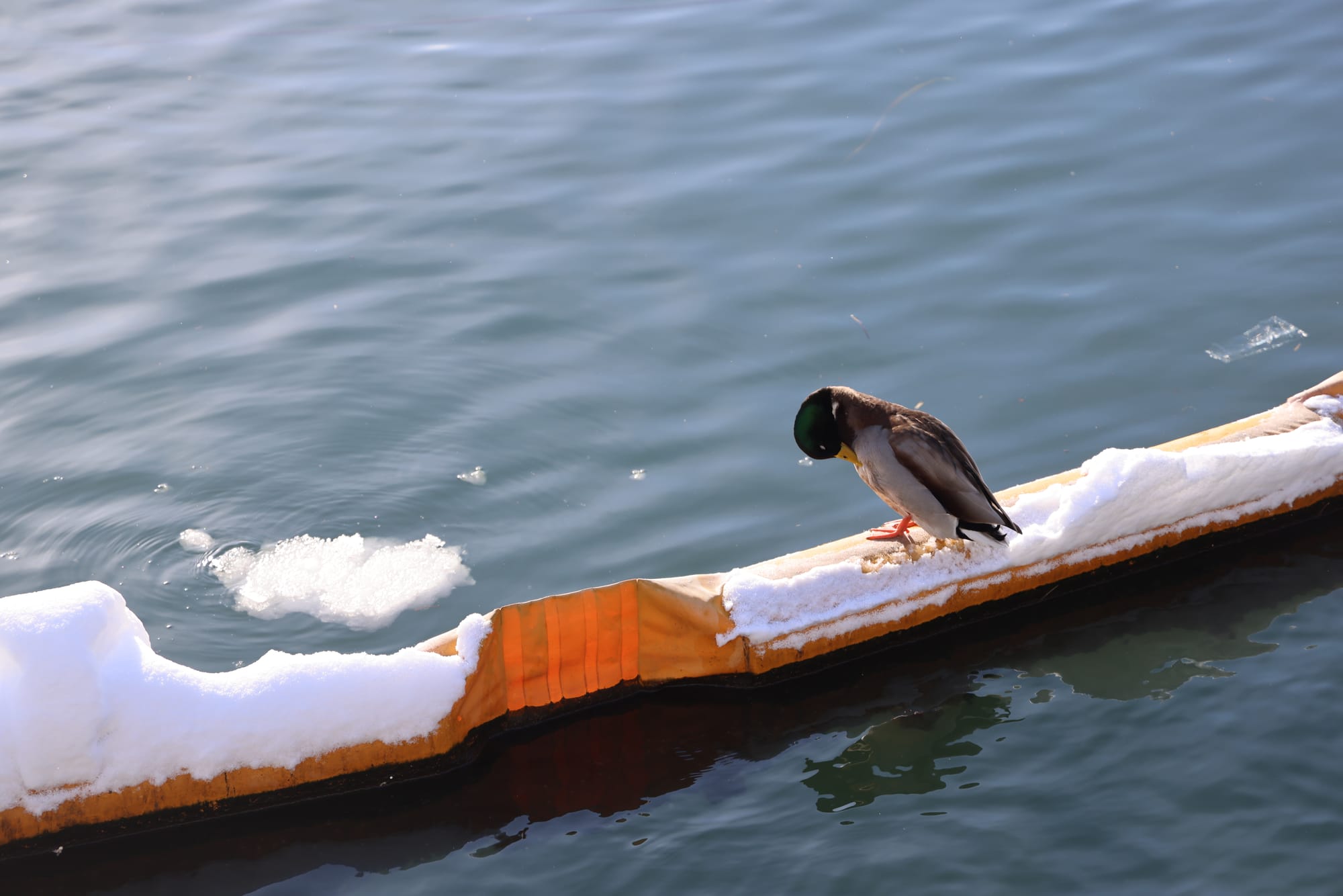 圣诞季的北海道之旅