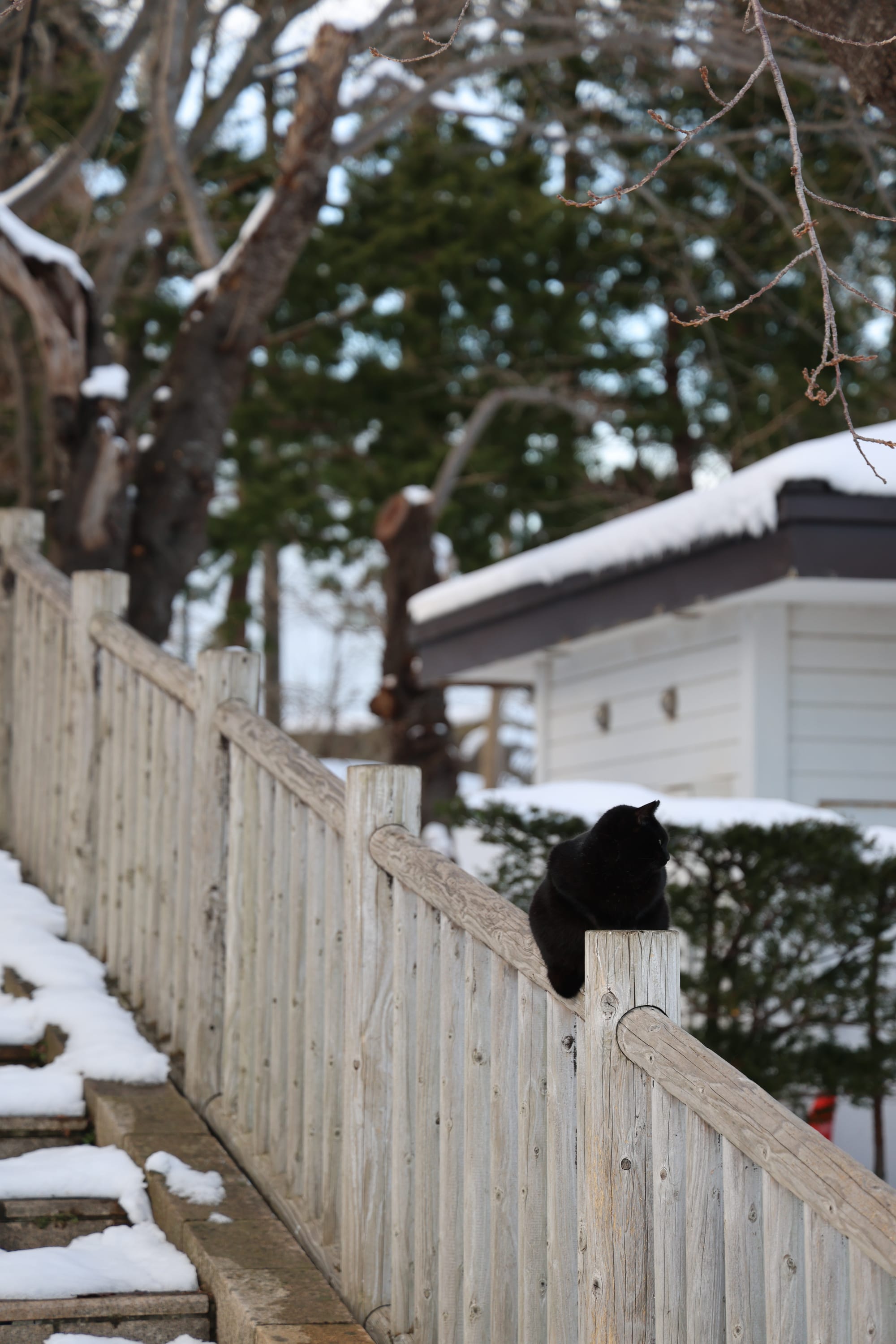 圣诞季的北海道之旅