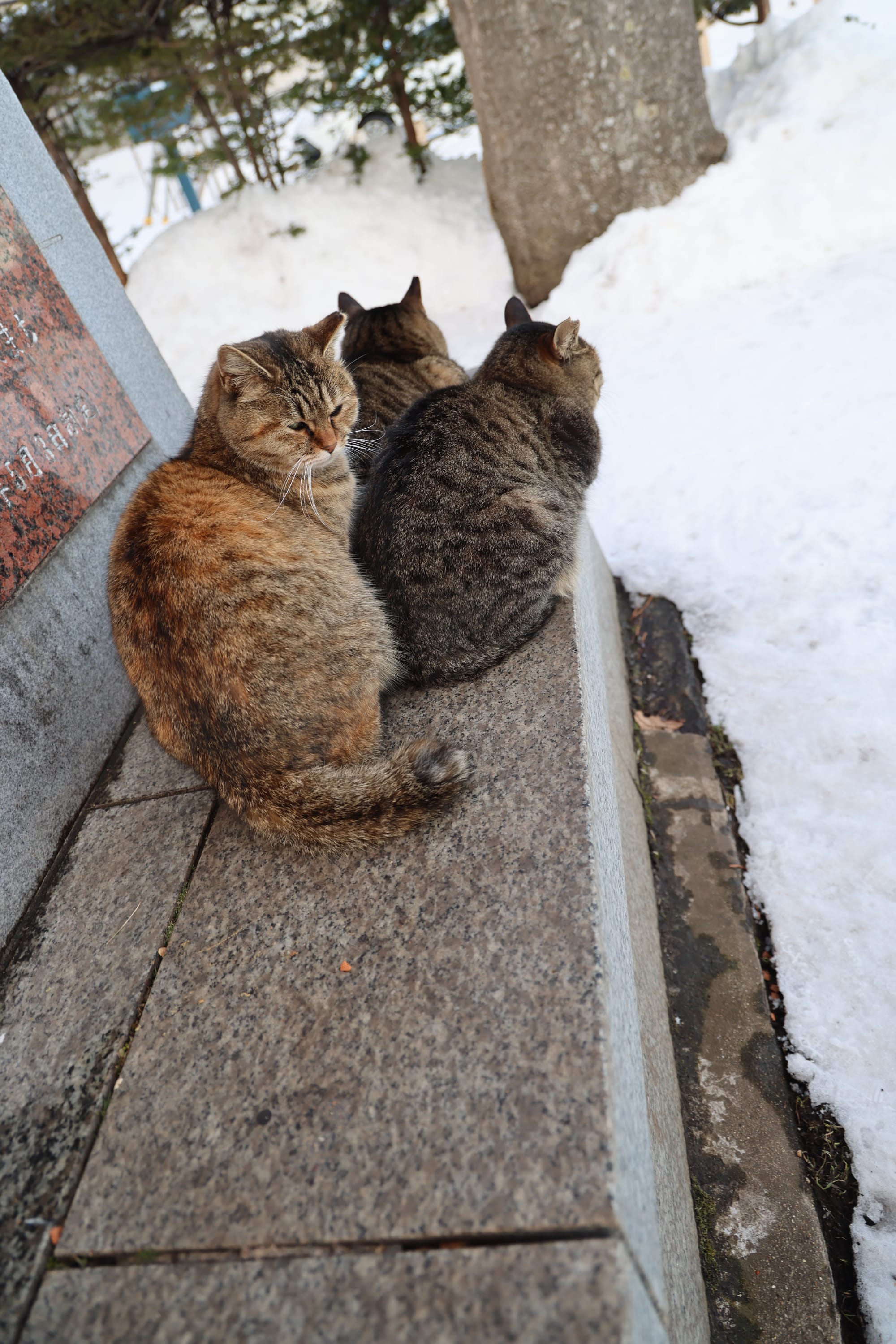 圣诞季的北海道之旅